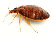 Vancouver Pest Control Bed Bugs
