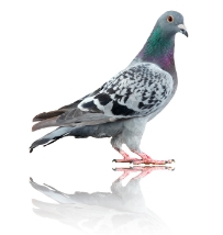 Vancouver Bird Control Services - Pigeons, Starlings, Crows, Sparrows, Woodpeckers