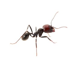 APEX-ant