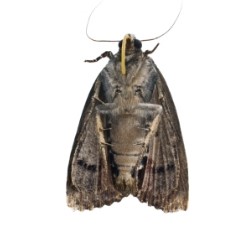 APEX-moths