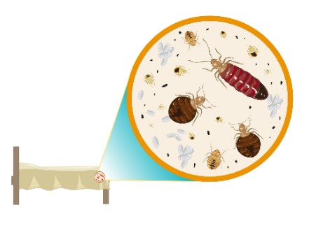 HOW-TO-INSPECT-FOR-BEDBUGS