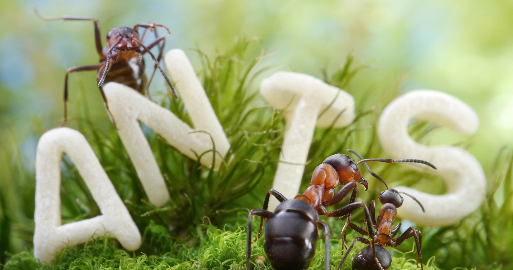 apex pest control services vancouver ants