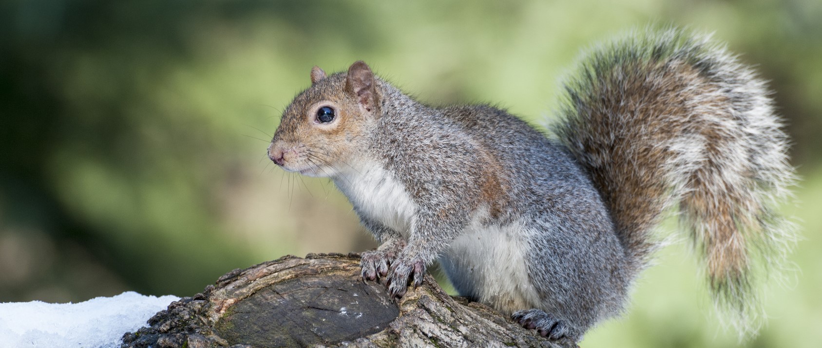 apex pest control services vancouver squirrel